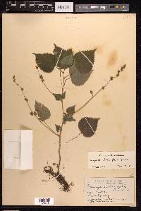 Laportea interrupta image