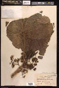 Poikilospermum acuminatum image