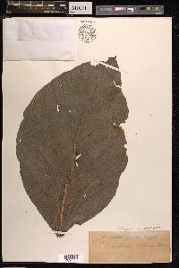 Poikilospermum acuminatum image