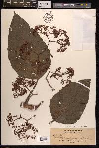 Poikilospermum acuminatum image