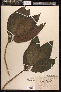 Poikilospermum acuminatum image
