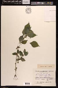 Urtica urens image