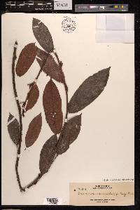 Poikilospermum microstachys image