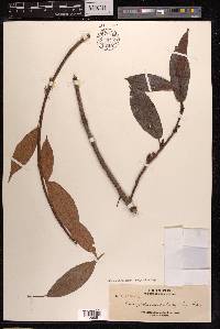Poikilospermum microstachys image