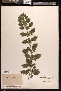 Urtica urens image