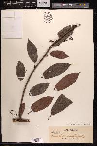 Poikilospermum microstachys image