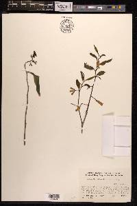 Schoepfia chinensis image