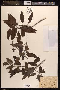 Santalum album image