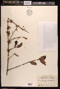 Scurrula ferruginea image