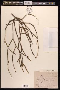 Viscum articulatum image