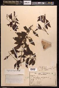Santalum album image