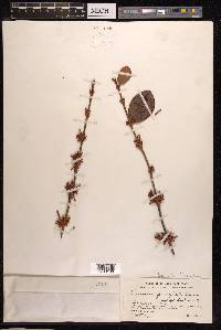 Scurrula ferruginea image