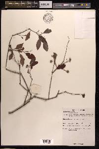 Santalum album image