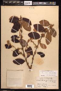 Scurrula ferruginea image