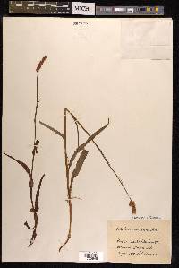 Bistorta officinalis image