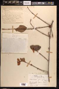 Scurrula ferruginea image