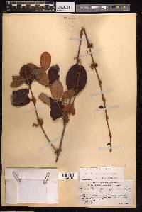 Scurrula ferruginea image