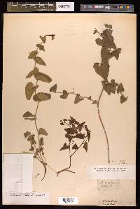 Aristolochia pistolochia image