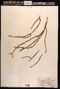 Viscum articulatum image