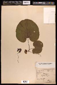 Aristolochia macrophylla image