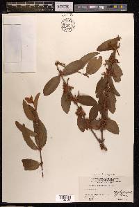 Scurrula ferruginea image