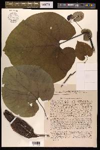 Aristolochia manshuriensis image