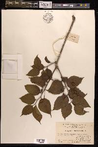 Schoepfia jasminodora image