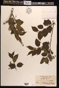 Schoepfia jasminodora image