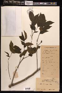 Schoepfia chinensis image