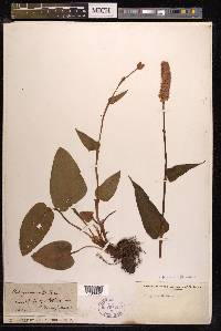 Bistorta officinalis image