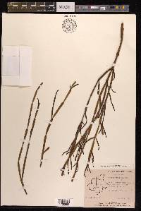 Viscum articulatum image