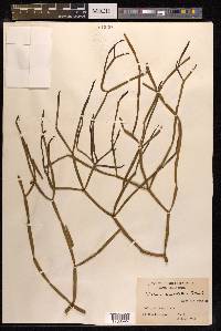 Viscum articulatum image