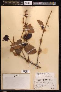 Scurrula ferruginea image