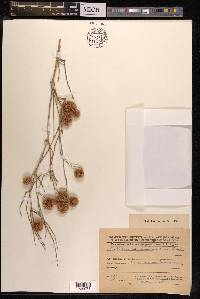 Calligonum caput-medusae image