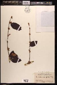 Scurrula ferruginea image