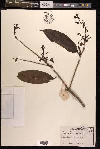 Schoepfia chinensis image