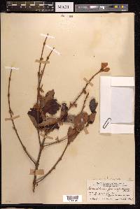 Scurrula ferruginea image