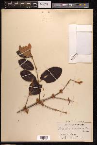 Scurrula ferruginea image