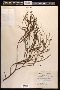 Viscum articulatum image