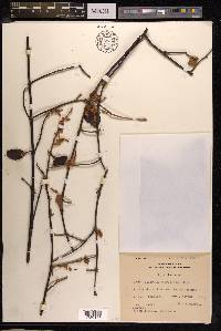 Scurrula ferruginea image