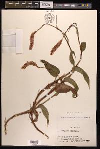 Bistorta officinalis image