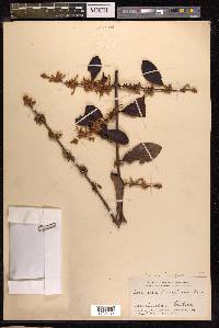Scurrula ferruginea image