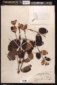 Scurrula ferruginea image