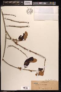 Scurrula ferruginea image