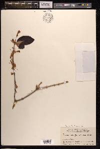 Scurrula ferruginea image
