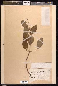 Santalum album image
