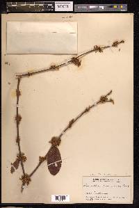 Scurrula ferruginea image