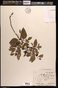 Santalum album image