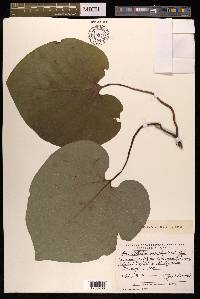Aristolochia manshuriensis image