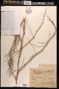 Calligonum setosum image